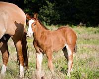 mounted-patrol-gypsy-vanner-horse