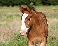 ranch-versatility-gypsy-vanner-horse