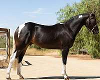 4-white-socks-blaze-horse