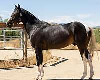 tobiano-4-white-socks-blaze-horse
