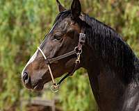 all-around-paint-horse