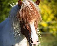tobiano-icelandic-mare
