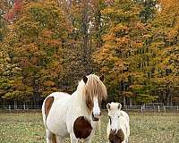 tobiano-icelandic-for-sale