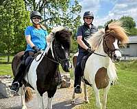 tobiano-icelandic-horse