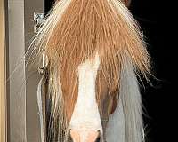 icelandic-horse
