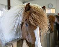 tolt-icelandic-horse
