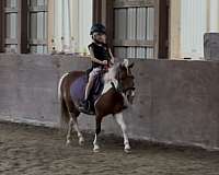 sc-gelding