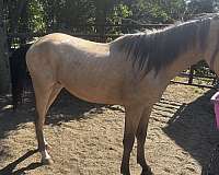 appaloosa-colt