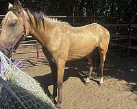 appaloosa-horse-for-sale