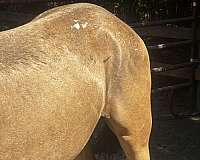 appaloosa-horse