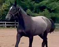 dark-warmblood-horse