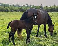 breeders-warmblood-horse