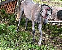 arabian-mare