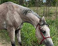arabian-horse-for-sale
