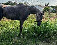 arabian-horse