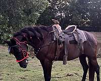 azteca-gelding