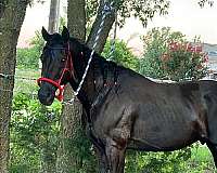 azteca-horse-for-sale