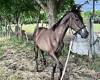filly