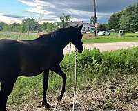 pre-filly