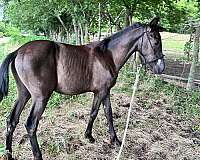 pre-mare