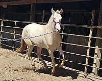 cremello-perlino-pre-colt