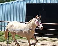 cremello-perlino-colt-for-sale