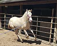 cremello-perlino-pre-horse