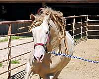 cremello-perlino-mare-for-sale