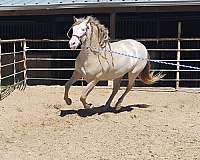 cremello-perlino-pre-mare