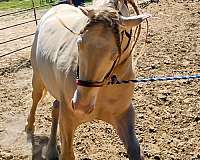 cremello-perlino-mare