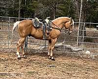 quarter-horse-for-sale