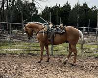 quarter-horse-stallion