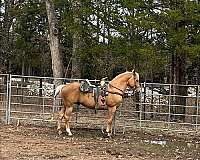 quarter-horse