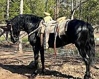 colt