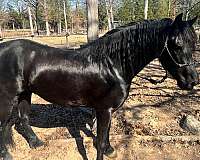 trail-horse