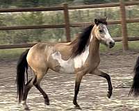 9-hand-buckskin-overo-pony