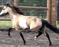 buckskin-overo-amhr-mare