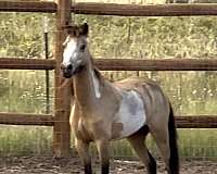 buckskin-overo-amhr-pony