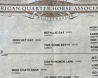 jet-of-honor-filly