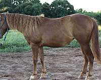lunges-filly