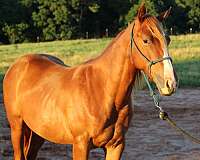 trailer-filly