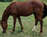 all-around-quarter-horse