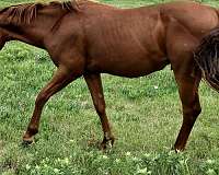 chestnut-quarter-horse-colt