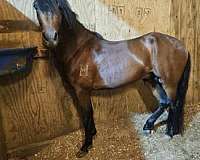 paso-fino-stallion