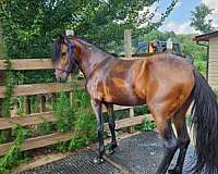 paso-fino-horse-for-sale