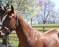all-around-quarter-horse