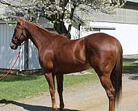 athletic-quarter-horse
