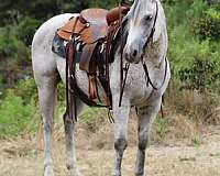 all-around-quarter-horse