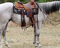 athletic-quarter-horse