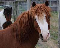 shetland-pony-for-sale